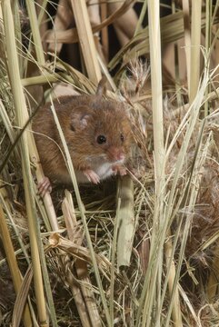 Harvest mouse, Micromys minutus, rodents, rodentia, dwarf mouse, high size, portrait format, mammals, mouse, muroids, rodents, mammals