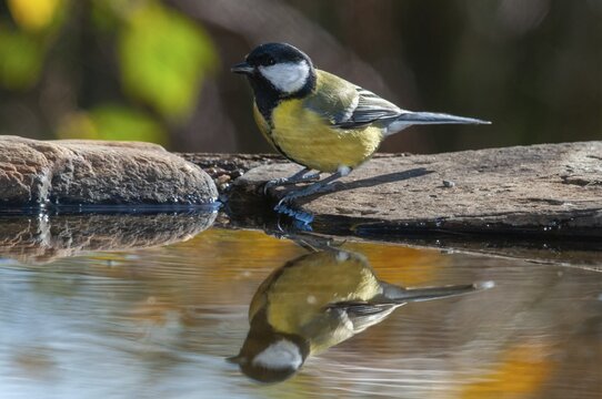 Great tit, great tit, parus major, bath, bird bath, birds, tit, passeri, songbirds, songbirds, tits, potions, birdbath, birds, watering place