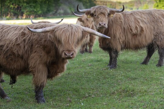Artiodactyla, bos primigenius f. taurus, cattle, even-toed ungulate, highland cattle, kyloe, cloven-hoofed, cattle grazing, Scottish highland cattle, grazing, domesticated animals, extensive grazing, pet, highland cattle, mammals, cattle, mammals, mammals, pasture