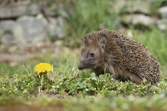 Erinaceus europaeus, hedgehog, insectivora, insectivora, insectivora, mammals, prickly, mammals