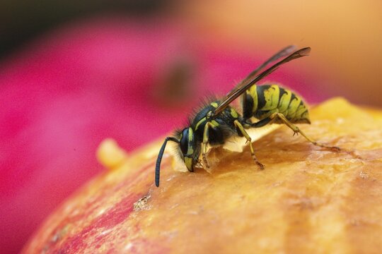 German wasp, real wasp, German wasp, hymenoptera, short-headed wasps, vespula germanica, on apple, on food, on fruit, apple, wrinkled wasps, insects, fruit, wasp, wasp