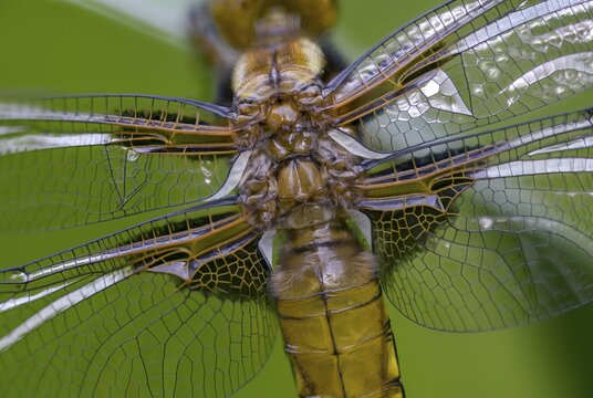 Broad-Bodied Chaser, Libellula Depressa, Flatbelly, Anisoptera, Dragonflies, Freshly Hatched, Insects, Dragonflies, Odonata, Hatching