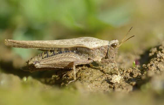 Caelifera, thorn scare, grasshoppers, short-feeler scare, sabre-thorn scare, tetrix subulata, awl-shaped pygmy grasshopper, grasshoppers, grasshoppers, insects, slender ground hopper