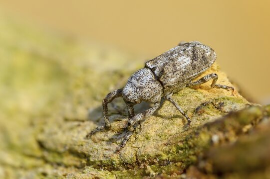 Gasterocercus depressirostris, oak bark weevil, flat nose weevil, beetle, coleoptera, insects, beetles