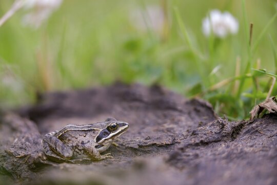 Manure heap, poop, cow dung, cow patties, moor frog, moor frog, rana arvalis, amphibians, amphibians, dung, frog, frog, frogs, young animal, juvenile, droppings, amphibians, dung, dung heap