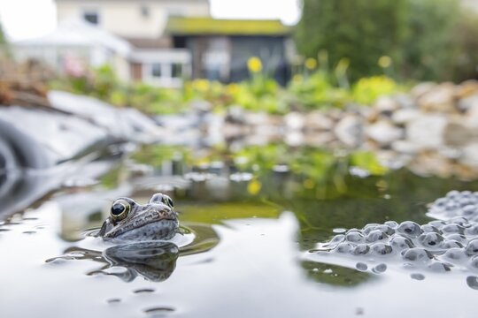 Common frog (Rana temporaria) adult amphibian and spawn eggs on the water surface of an urban garden pond with a house in the background in spring, England, United Kingdom