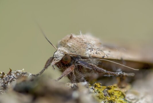 Housemother, large yellow underwing, Noctua pronuba, flew off, insects, moths, moths, butterflies