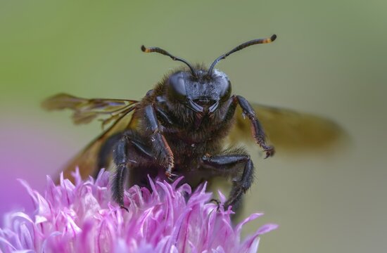 Apidae, bees, blue wood bee, large wood bee, hymenoptera, violet-winged wood bee, xylocopa violacea, insects, insects, violet carpenter bee