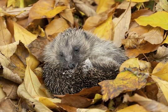 European hedgehog (Erinaceus europaeus) adult animal resting on fallen autumn colour leaves, England, United Kingdom
