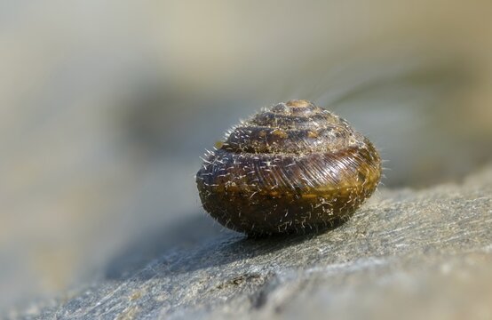 Silky hair snail, trochulus sericeus, gastropoda, mollusca, snails, snails, molluscs