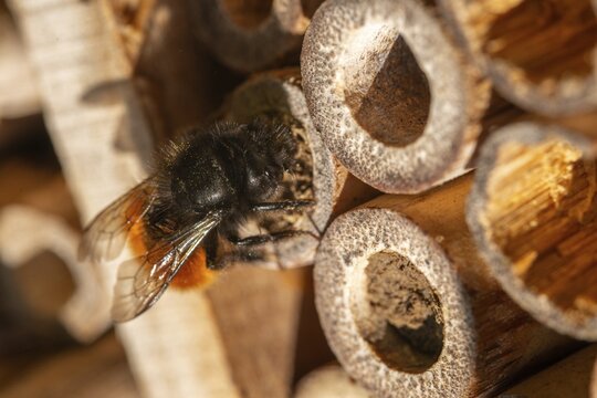 Apidae, bees, horned mason bee, hymenoptera, hornfaced bee, hymenoptera, insect house, insect nest aid, insect wall, mason bee, osmia cornuta, bug hotel, female, insect hotel, insect house, insects, insect wood, insect hotel, nesting aid, female, wild bees
