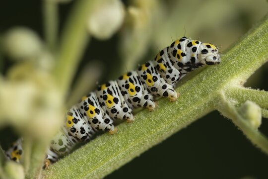 Cucullia lychnitis, grey-pollinated woolly monk, Shargacucullia lychnitis, later mullein monk, striped lychnis, inchworm, insects, moths, moths, moths, caterpillar, butterflies
