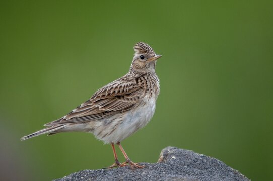 2010, Alauda Arvensis, Brandenburg, skylark, Germany, Nabu, national natural heritage, natural paradise Gr&uuml;nhaus, Skylark, post-mining landscape, birds, greenhouse, passeri, songbirds, birds
