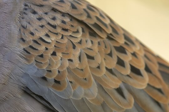 European turtle dove (Streptopelia turtur) adult bird close up of its wing feathers, England, United Kingdom