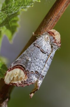 Buff tip, moonspot, moonbird, phalera bucephala, high size, portrait format, insects, moths, moths, butterflies