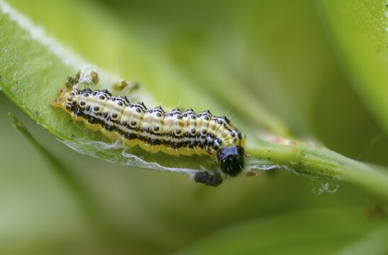 Box tree moth, boxwood moth, boxwood moth, cydalima perspectalis, moth, inchworm, insects, moths, caterpillars, butterflies