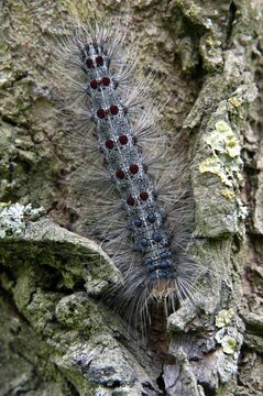 Gypsy moth, Lymantria dispar, sponge moth, butterfly, high size, portrait, inchworm, insects, moths, moths, moths, moths, caterpillar, butterfly