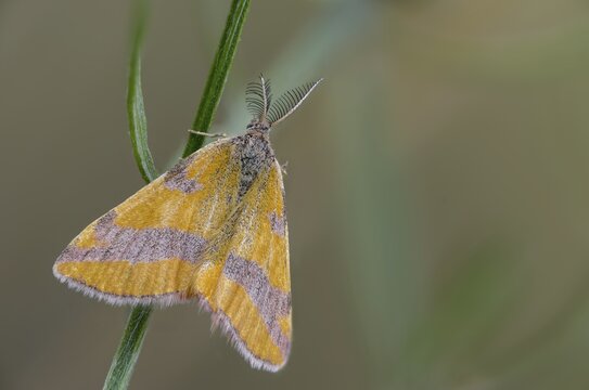 Ampfer-purpurpurspanner, Brandenburg, Germany, Lythria Cruentaria, Nabu, Nabu project, national natural heritage, Gr&uuml;nhaus natural paradise, purple barred yellow, purple tensioner, bird knotweed purple binding tensioner, post-mining landscape, green house, insects, moths, moths, butterflies