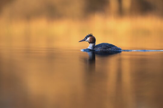Great Crested Grebe (Podiceps cristatus) on the open sea, Zurich, Switzerland