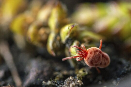 Arachnida, red velvet mite, spider mite, trombidium holosericeum, velvet mite, mites