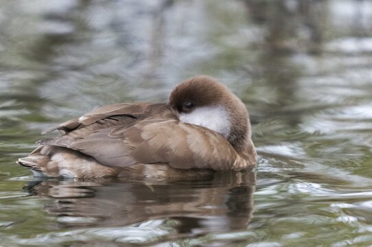 Common duck, netta rufina, red-crested pochard, anatidae, birds, ducks, ducks, ducks, female, sleep, birds, waterbirds, waterbirds, female