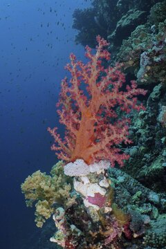 Klunzinger's klunzinger's soft coral (Dendronephthya klunzingeri), Shaab Sharm dive site, Marsa Alam, Red Sea, Egypt. Vivid contrast
