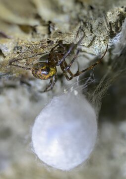 Araneae, European cave spider, cave spider, cave spider, cave web spider, cocoon, meta menardi, arachnids, cave orbweaver, cave spider, high size, portrait format, orbweaving cave spider, spider, spiders