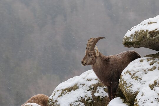 A young female ibex (Capra ibex) stands between rocks in the snowstorm. A forest can be seen dimly in the background. Carinthia, Austria