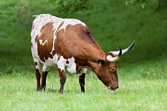 Texas longhorn cow grazing in a meadow, Meienberg, Canton of Aargau, Switzerland