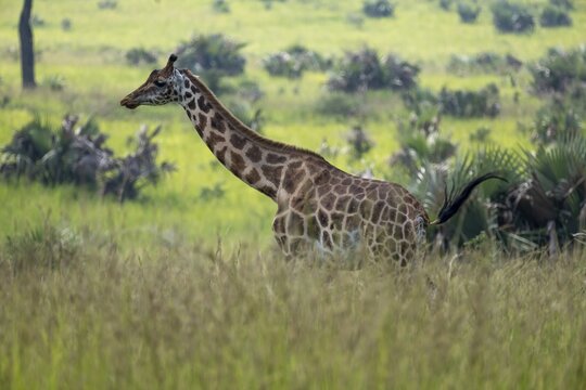 A Rothschild's giraffe (Giraffa camelopardalis rothschildi) runs through the grass, Murchison Falls National Park, Uganda