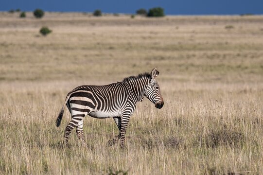 Cape Mountain Zebra (Equus zebra zebra), adult animal, Mountain Zebra National Park, Eastern Cape, South Africa