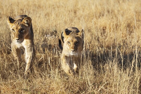 Lion (Panthera leo). Different aged cubs. Kalahari Desert, Kgalagadi Transfrontier Park, South Africa