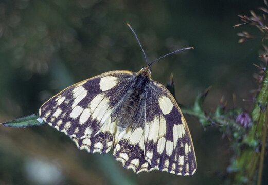 Board game, women's board, marbled white, melanargia galathea, checkerboard, butterfly, insects, butterfly, butterflies, butterflies, butterflies