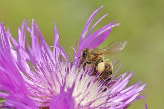 European honeybee (Apis mellifera), with pollen pellets, collecting nectar from a flower of the meadow knapweed or common knapweed (Centaurea jacea), macro photograph, Wilnsdorf, North Rhine-Westphalia, Germany