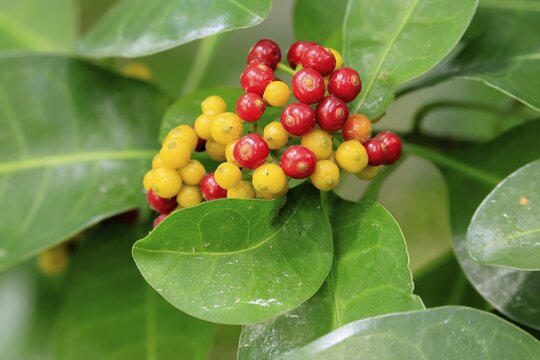 Psychotria capensis, Cape Rowan berry, fruits, ripe, unripe, shrub, Kirstenbosch Botanical Garden, Cape Town, South Africa