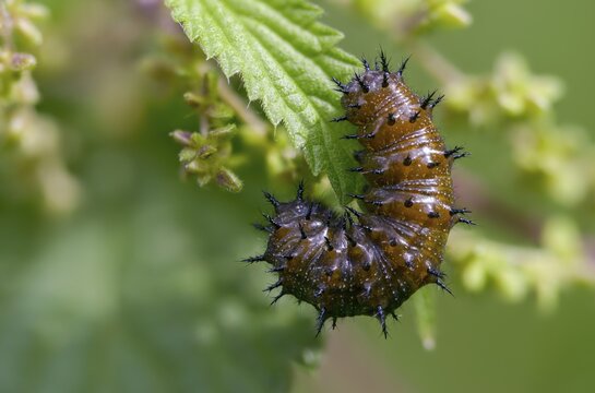 Admiral, nettle, large stinging nettle, red admiral, urtica dioica, urticaceae, Vanessa atalanta, nettle, butterfly, common nettle, flora, inchworm, insects, nettle, nettle leaf, plants, caterpillar, butterflies, stinging nettle, butterflies, stinging nettle, butterflies