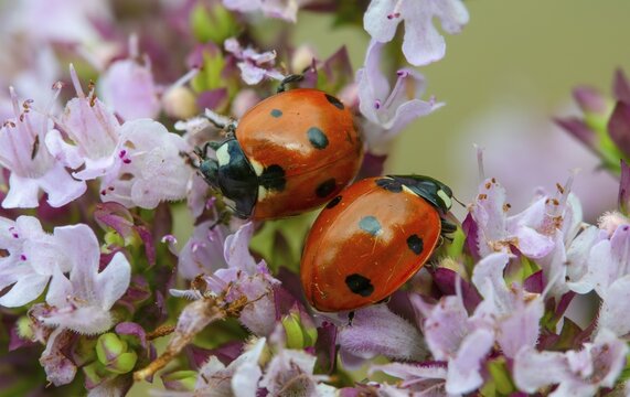 Coccinella septempunctata, seven-spotted ladybird, beetle, coleoptera, insects, beetles, seven-spot ladybird, seven-spotted ladybug