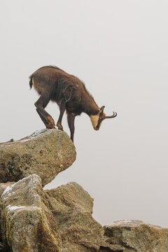 An adult male chamois (Rupicapra rupicapra) jumps down from a rock in dense fog at sunrise, illuminated by a weak, solitary ray of sunlight