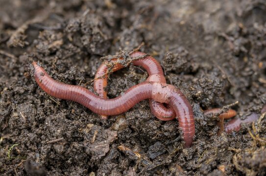 Annelida, clitellata, earthworm, shingles, lumbricidae, oligochaeta, annelids, few bristles, earthworm