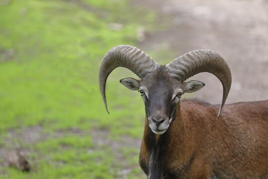European mouflon (Ovis aries musimon), ram, animal portrait, captive, Rhineland-Palatinate, Germany