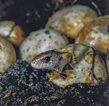 Lacerta agilis, sand lizard, sand lizard, clutch, critters, lizards, lizards, ffh, clutches, reptiles, lizards, reptilia, reptiles, hatching