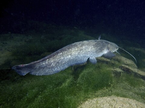 Catfish (Silurus glanis), Waller, swims at night over algae-covered ground in a sandy underwater environment, dive site Klosterinsel, Rheinau, Canton Zurich, Rhine, High Rhine, Switzerland, Germany