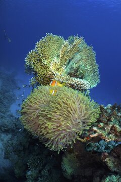 Magnificent sea anemone (Heteractis magnifica) and net fire coral, net fire coral (Millepora dichotoma), dive site Shaab Claudia Reef, Red Sea, Egypt