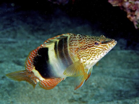 Painted comber (Serranus scriba) swimming in the clear water. Dive site El Cabron marine reserve, Arinaga, Gran Canaria, Spain, Atlantic Ocean