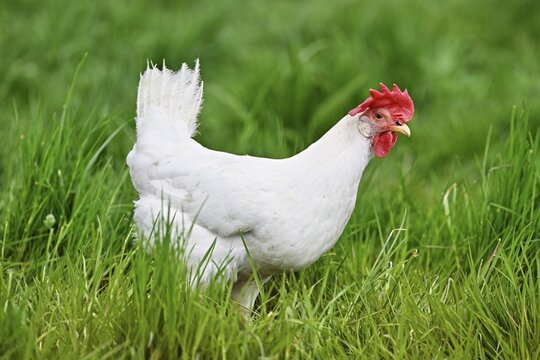 Swiss chicken standing in meadow, M&uuml;hlau, Canton of Aargau, Switzerland