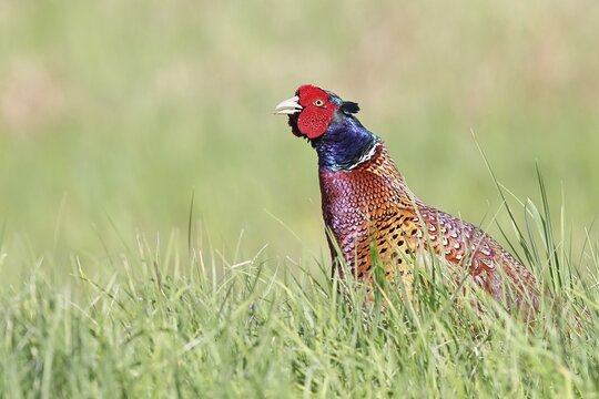 Pheasant, common pheasant (Phasianus colchicus), adult male bird uttering a courtship call in a meadow, territorial boundary, wildlife, Lembruch, Ochsen Moor, D&uuml;mmer nature park Park, Lower Saxony, Germany