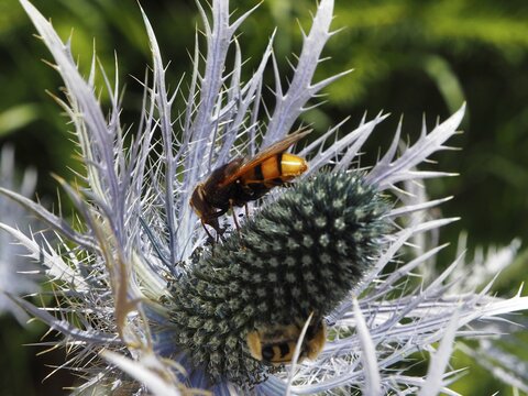 A hornet hoverfly (Volucella zonaria) viewed up close on a flowering thistle in the wild, Goms, Canton of Valais, Switzerland