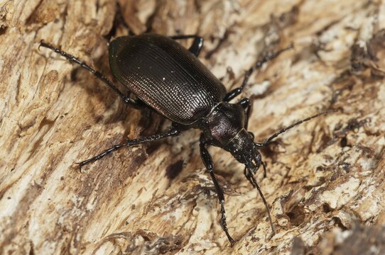 Calosoma inquisitor, small doll predator, climbing beetle, lesser searcher, beetle, coleoptera, insects, beetles
