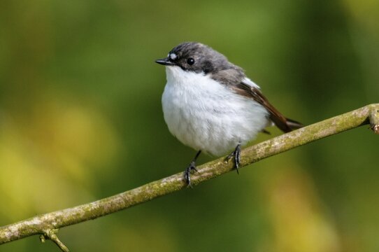 Ficedula hypoleuca, pied flycatcher, mourning snapper, mourning snapper, birds, male, passeri, songbirds, birds