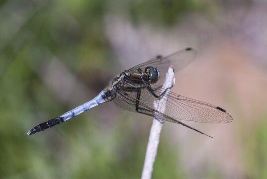 Eastern blue arrow, orthetrum albistylum, white-tailed skimmer, anisoptera, damselflies, dragonflies, Greece, insects, dragonflies, males, odonata